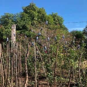 Meet your Posher, Rafael